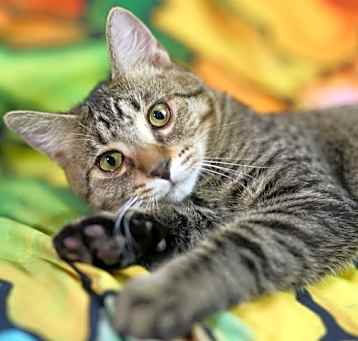 Photo of Harlow (watery eyes) (adoption pending)