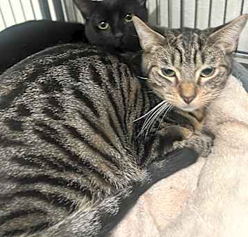 Photo of Buddy & Ivy