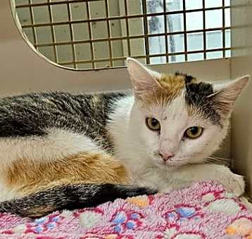 Photo of Cali - in foster