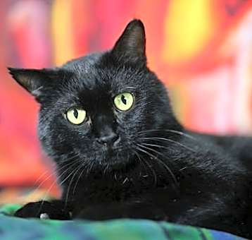 Photo of Geo (2-legged, FIV+)