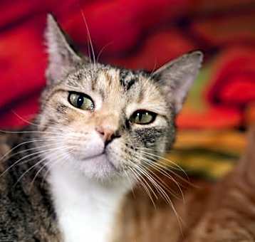 Photo of Langley (deaf) (adoption pending)