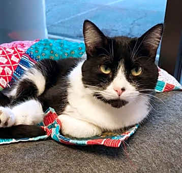 Photo of Oreo