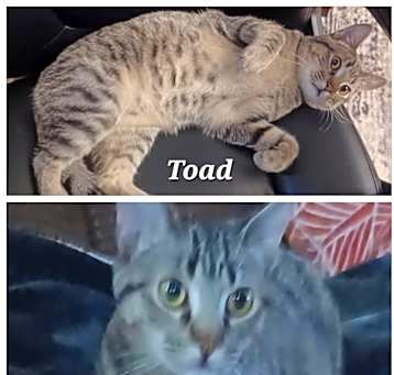 Photo of Toad TCAC