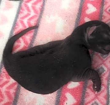 Photo of Midnight