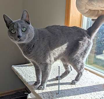 Photo of NIKO