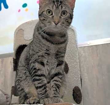 Photo of Cornelia