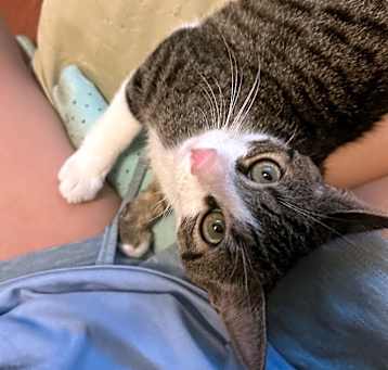 Photo of Puff Puff