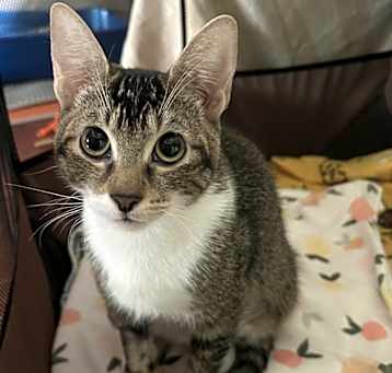Photo of Chin Chin