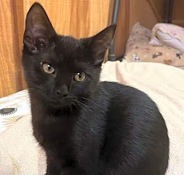Photo of Pepper Suarez