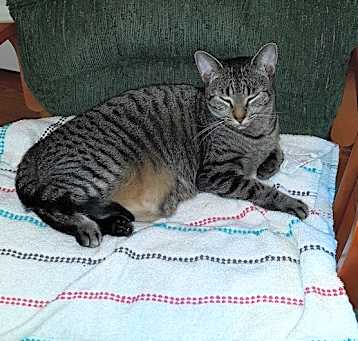 Photo of Allison