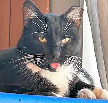 Photo of Scooter