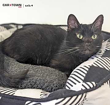 Photo of Salem