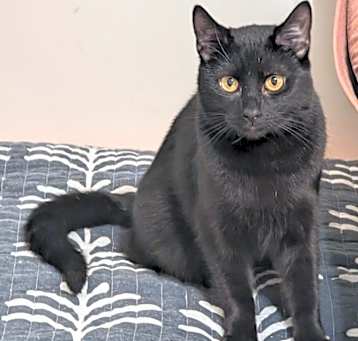 Photo of Raven