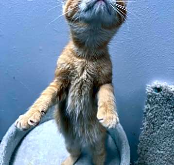 Photo of Clawde