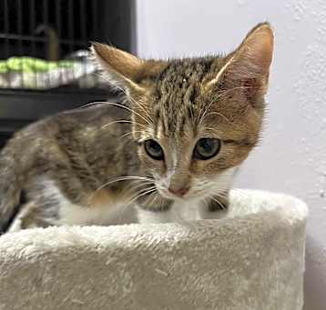 Photo of Slinky