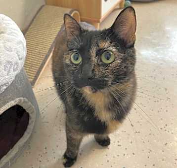 Photo of Tabu