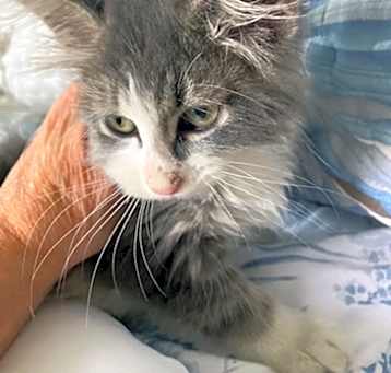 Photo of Athena
