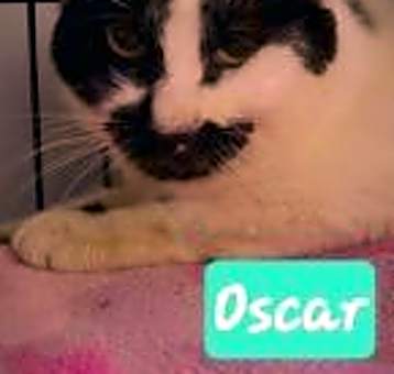 Photo of Oscar