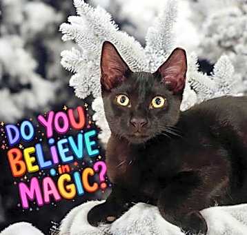 Photo of Magic