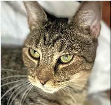 Photo of Whiskers