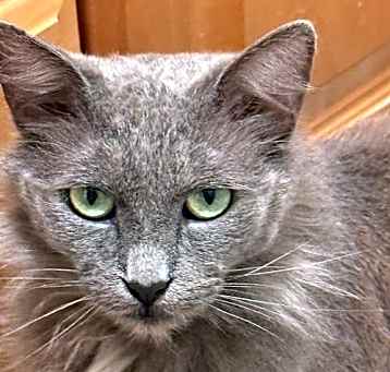 Photo of Luna