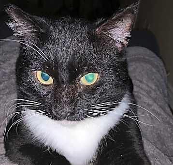 Photo of Buddy
