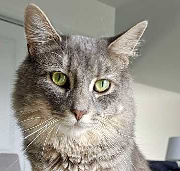 Photo of Akela