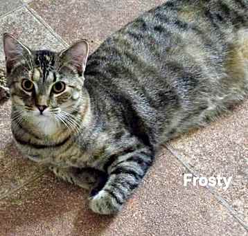 Photo of Frosty