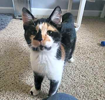 Photo of STELLA-adopt with Gracie