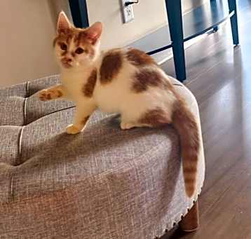 Photo of GRACIE-adopt with Stella