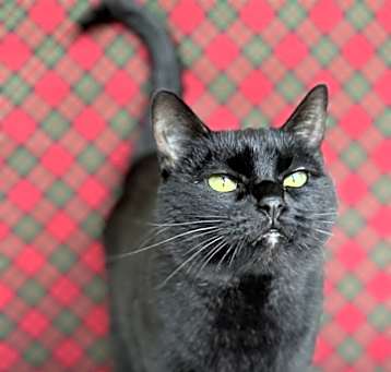 Photo of Druscilla