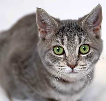 Photo of Trix