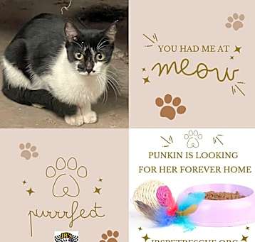Photo of Punkin