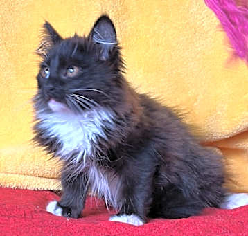 Photo of Sammie