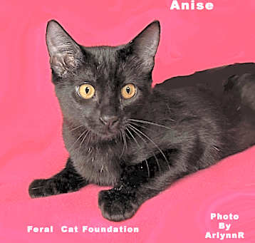 Photo of Anise