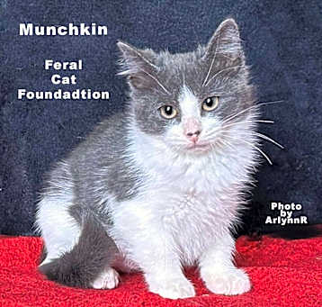 Photo of Munchkin