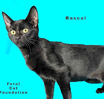 Photo of Rascal