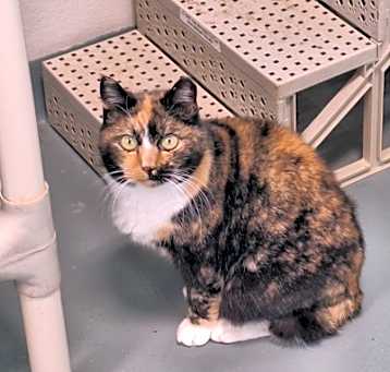 Photo of Callie