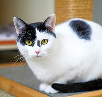 Photo of (Nyx)