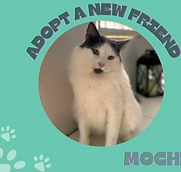 Photo of Mochi