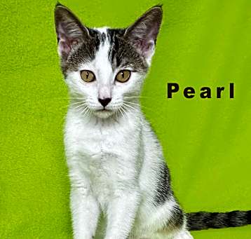 Photo of Pearl