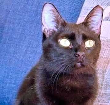 Photo of Kiwi