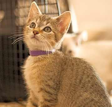 Photo of Pumpkin (bonded with Autumn!)