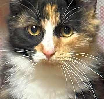 Photo of Ginger