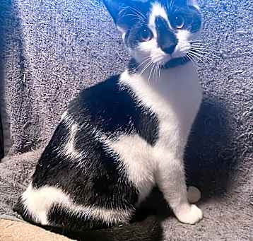 Photo of Apollo