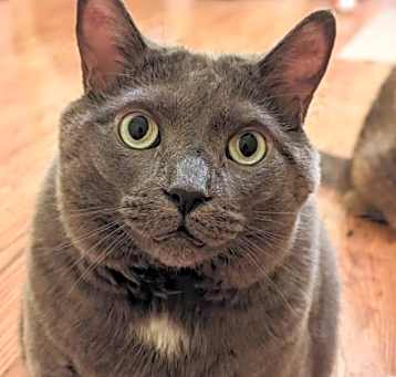 Photo of Smokey