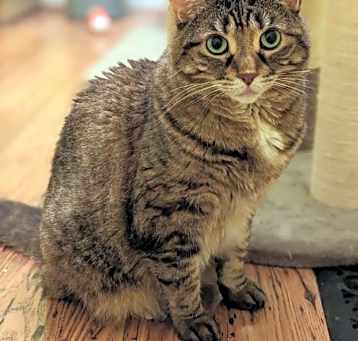 Photo of Pumpkin