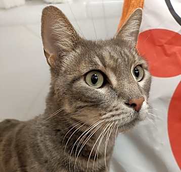 Photo of Remington