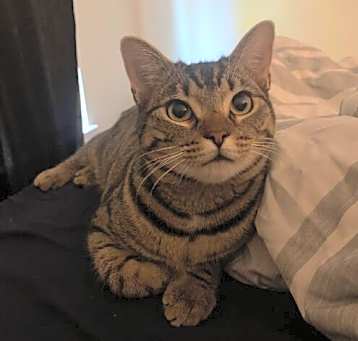 Photo of Lando
