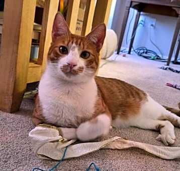 Photo of Henry